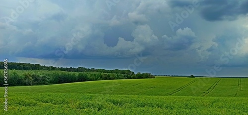 landscape with green grass and blue sky
