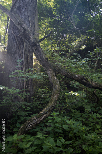 tree in the forest