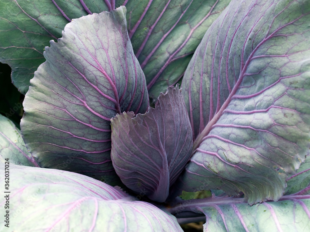 Fototapeta premium Rotkohl, Blaukraut