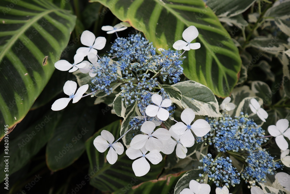 Plants