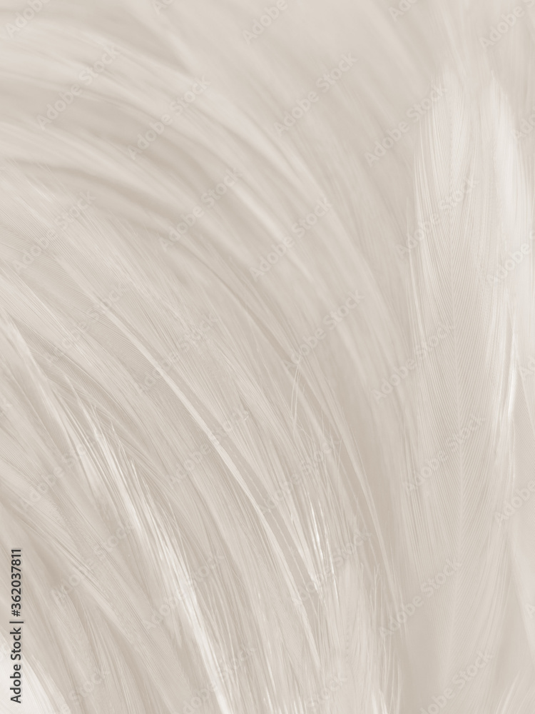 Beautiful abstract gray and white feathers on white background, soft brown feather texture on white pattern background, gray feather background Beautiful abstract gray and white feathers on white background, soft brown feather texture on white pattern background, gray feather background