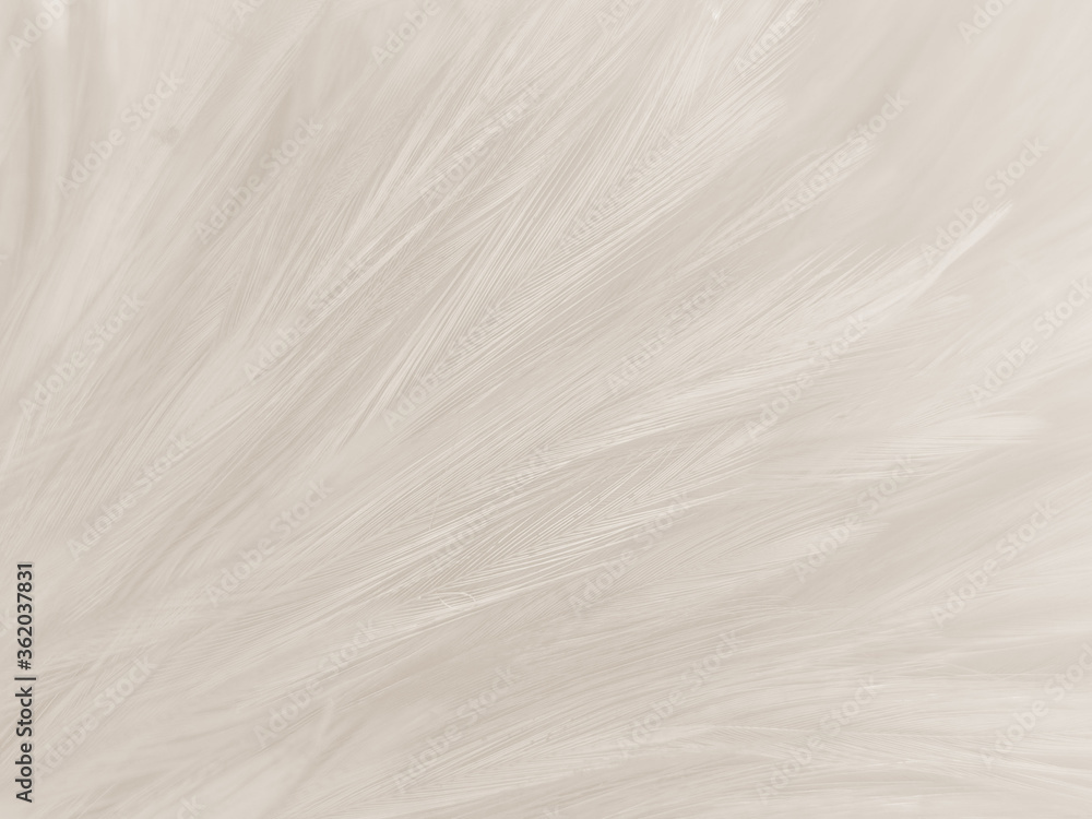 Beautiful abstract gray and white feathers on white background, soft brown feather texture on white pattern background, gray feather background Beautiful abstract gray and white feathers on white background, soft brown feather texture on white pattern background, gray feather background