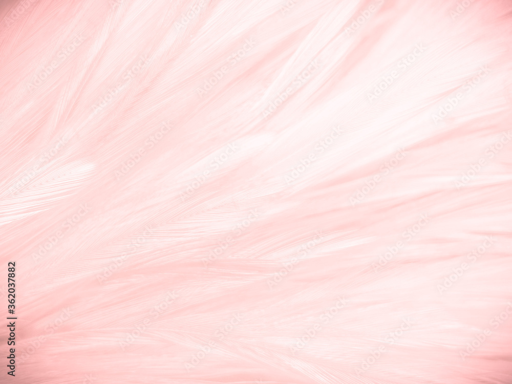 Beautiful abstract white and pink feathers on white background and soft white feather texture on pink pattern and pink background, feather background, pink banners Beautiful abstract white and pink feathers on white background and soft white feather texture on pink pattern and pink background, feather background, pink banners