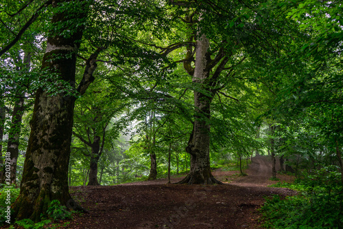 Misty morning in summer forest