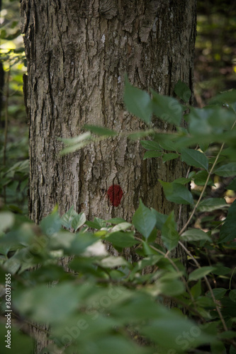 red spot marked tree