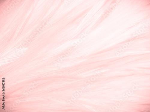 Beautiful abstract white and pink feathers on white background and soft white feather texture on pink pattern and pink background, feather background, pink banners