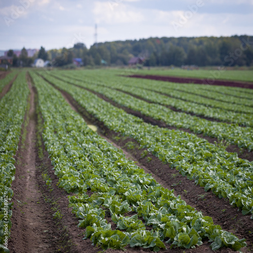 Close-up of arable farmland with fresh chinese cabbage. Growing organic vegetables in the field. Selective focus