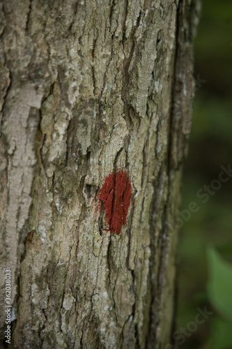red spot marked tree