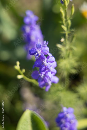 close up of a lilac