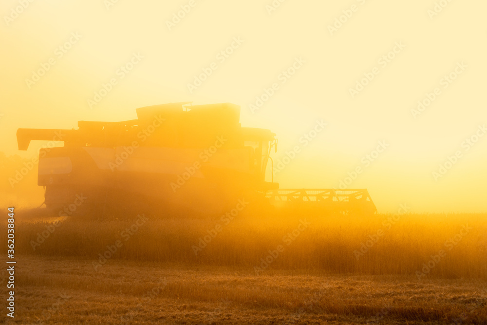 Fototapeta premium Combine harvester in a cloud of dust during harvesting