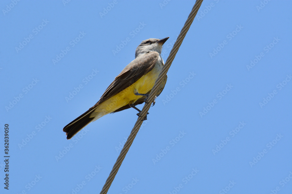 Western kingbird bird or Tyrannus verticalis perched on on power line against clear blue sky Western kingbird bird or Tyrannus verticalis perched on on power line against clear blue sky