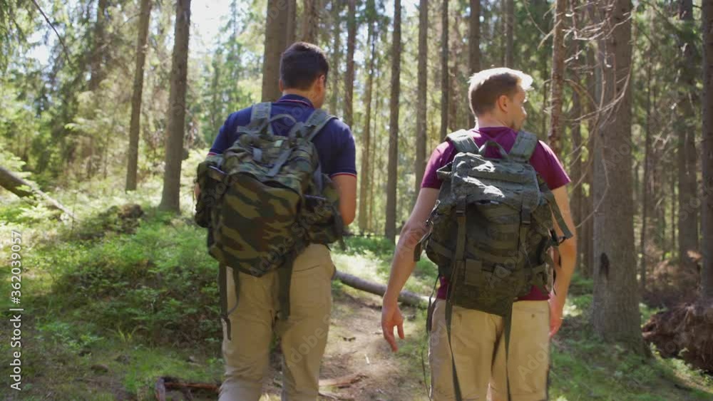 Tilt up back view follow shot of two middle aged male hikers with backpacks walking in forest and observing nature together Tilt up back view follow shot of two middle aged male hikers with backpacks walking in forest and observing nature together