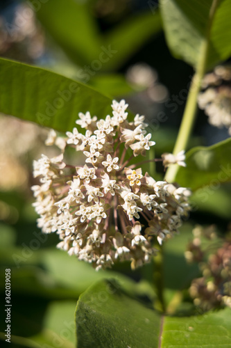 apple tree blossom