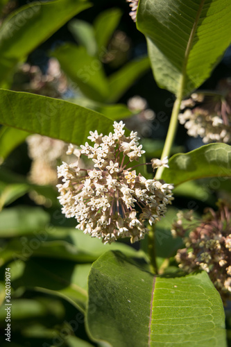 apple tree blossom