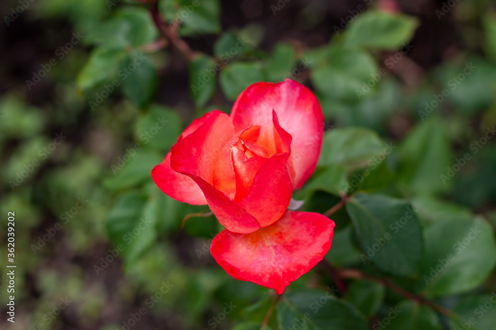 One beautiful blooming red rose in a bright summer colors