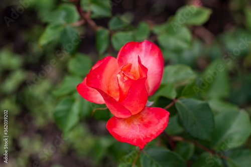 One beautiful blooming red rose in a bright summer colors
