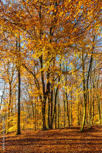 Sunny Golden Forest of Beech Trees in Autumn