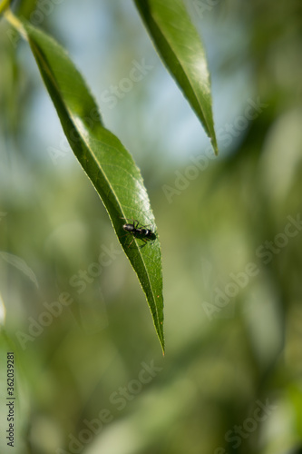 ant on a leaf