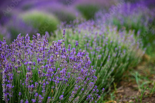 Summer landscape with flowering lavender meadow