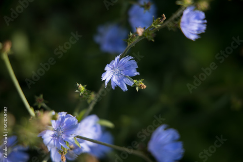 forget me not