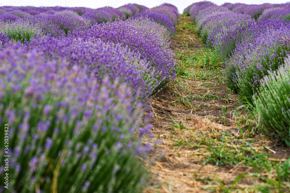 Obraz premium Summer landscape with flowering lavender meadow