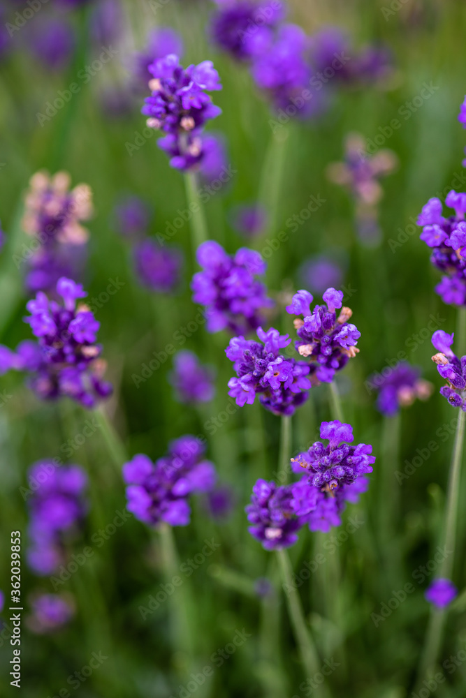 Summer landscape with flowering lavender meadow Summer landscape with flowering lavender meadow