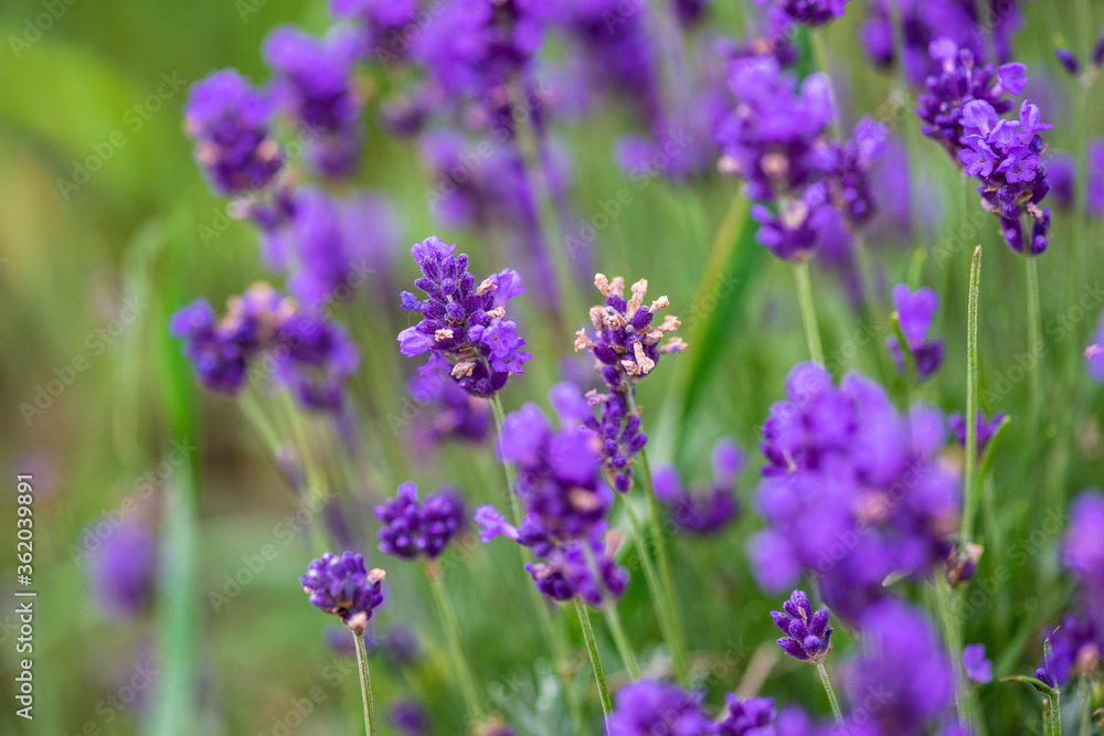 Summer landscape with flowering lavender meadow Summer landscape with flowering lavender meadow