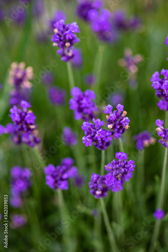 Summer landscape with flowering lavender meadow