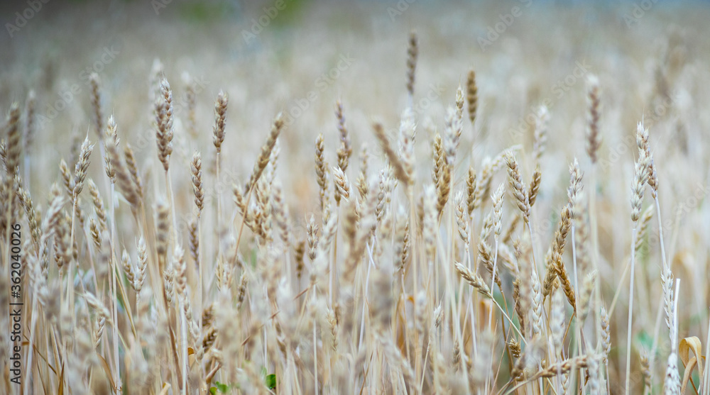 Fototapeta premium Close up of wheat ears in a field