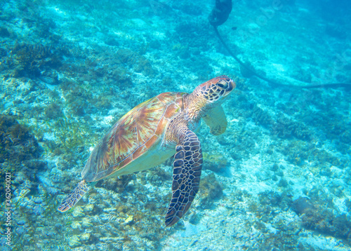 Sea turtle in tropic shore swim to water surface. Marine Tortoise portrait. Endangered animal underwater photo.