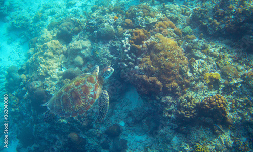 Sea turtle in coral reef swim to water surface. Marine Tortoise portrait. Endangered animal underwater photo