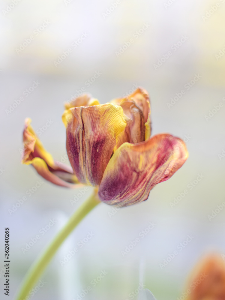 Fototapeta premium yellow-purple faded Tulip on a light background