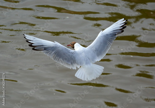 A Seagull in flight over dark water