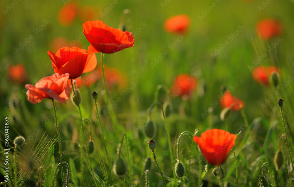 Naklejka premium Kukurydza kwiat maku