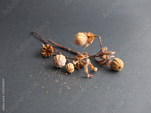 Seeds of Cistus monspeliensis, rockrose, on grey stone background photo