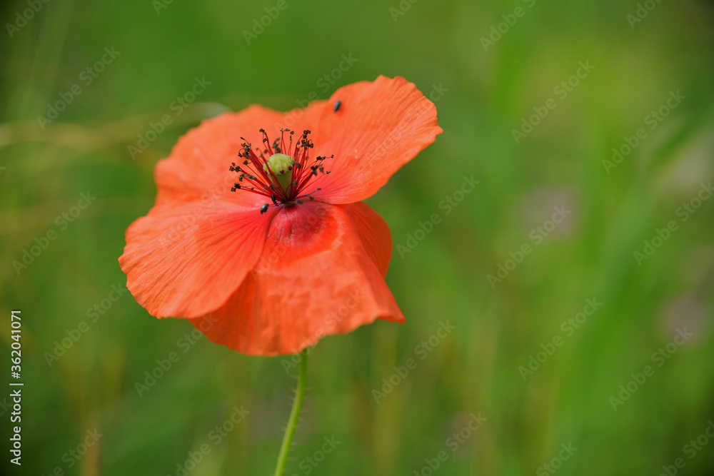 Eine rote Klatschmohn Blüte
Eine rote Klatschmohn Blüte