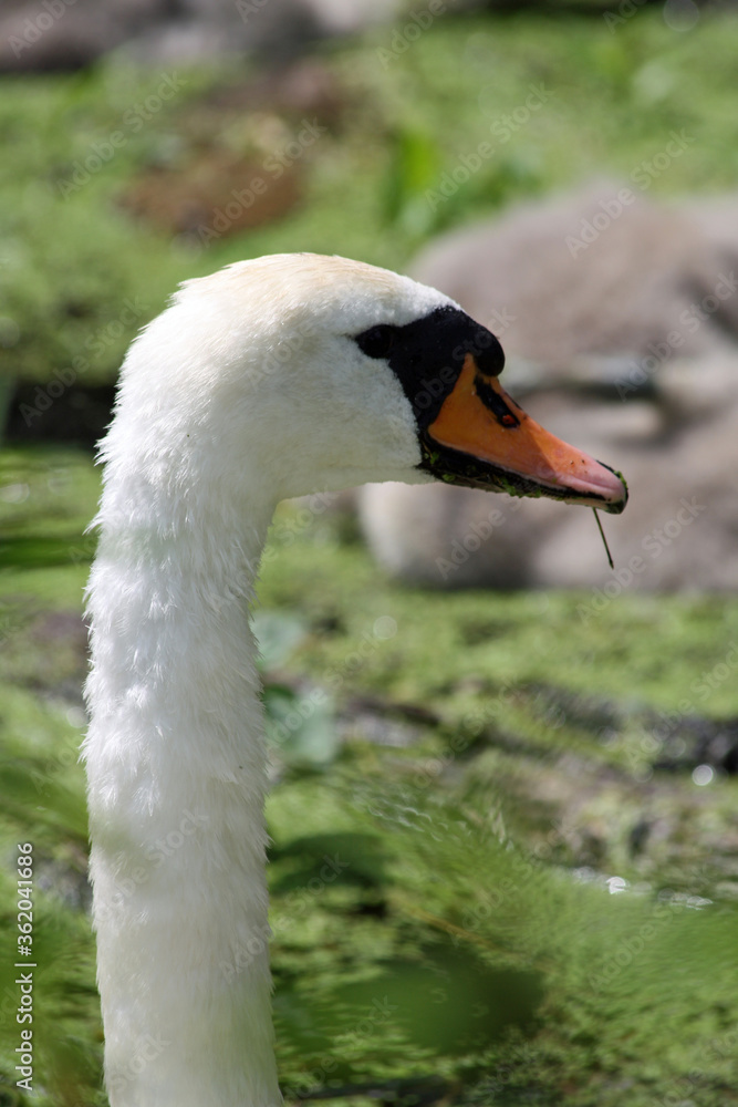Höckerschwan Höckerschwan