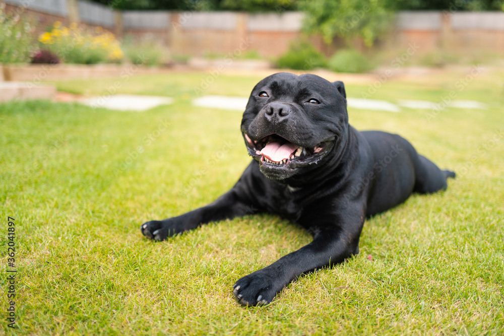Happy Staffordshire Bull Terrier dog lying on grass with his front legs and paws in front of him. He is looking at the camera.
