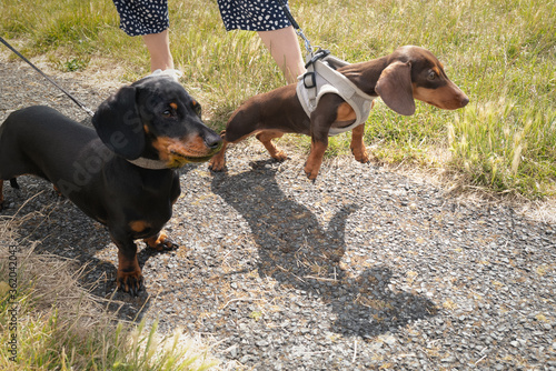 Fototapeta Naklejka Na Ścianę i Meble -  A short haired miniature dachshund  on a lead and wearing a harness. She is pulling and casting a funny shadow. Another dachshund is next to her.