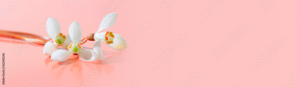 Spring snowdrop flower. Soft focus. Light pink long horizontal background. Spring snowdrop flower. Soft focus. Light pink long horizontal background.