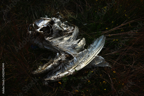 The remains of a  dead white wild swan in stale grass