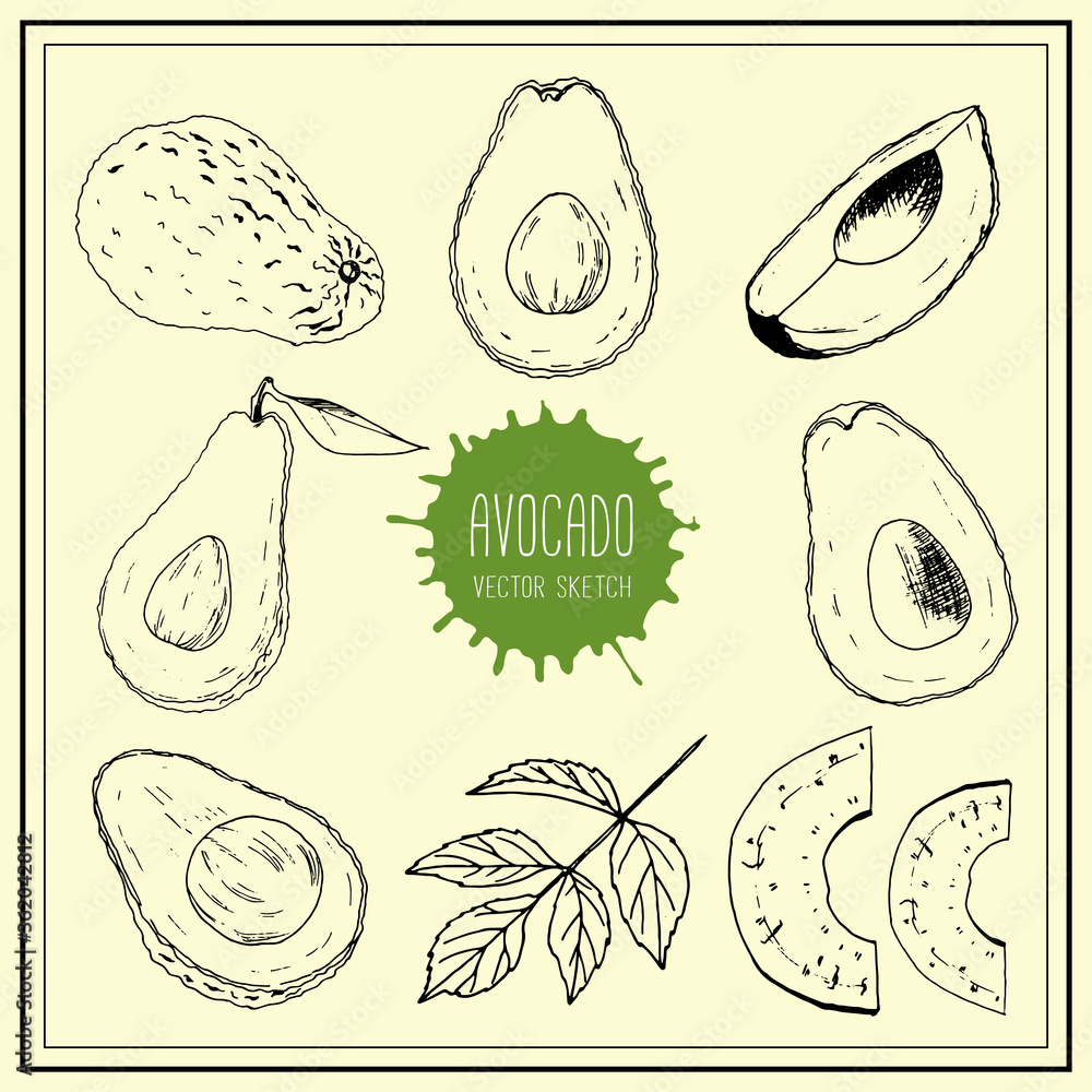 Vector set of various avocados drawn by hand. Vector set of various avocados drawn by hand.