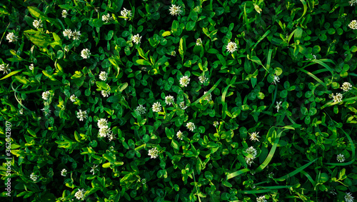 White clovers field background