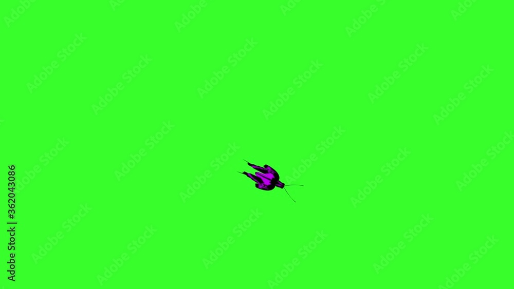 Animated colorful beauty butterfly on green screen chroma key Animated colorful beauty butterfly on green screen chroma key