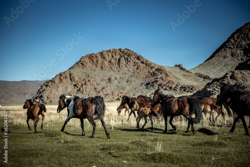 Mongolian horses in the Mongolian summer pasture.