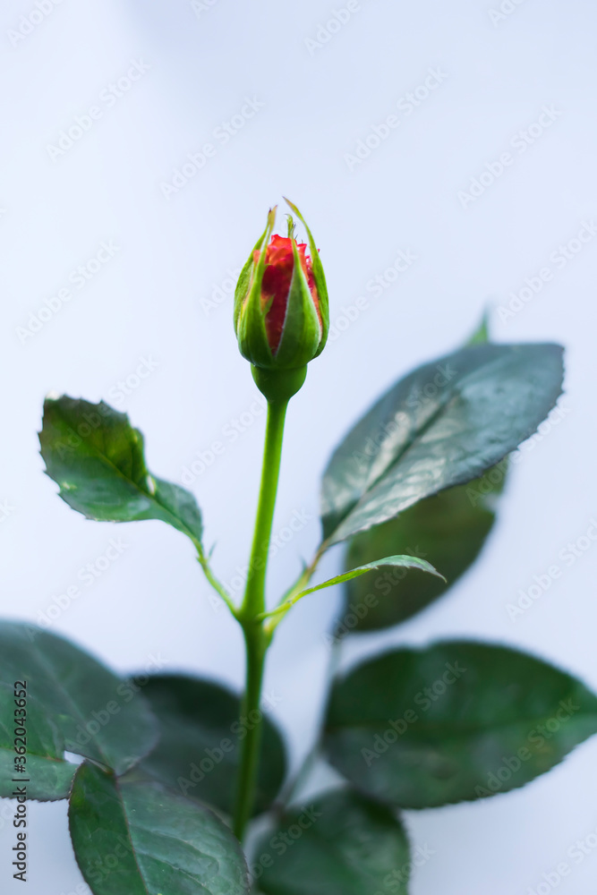 Fototapeta premium single red rose on white background