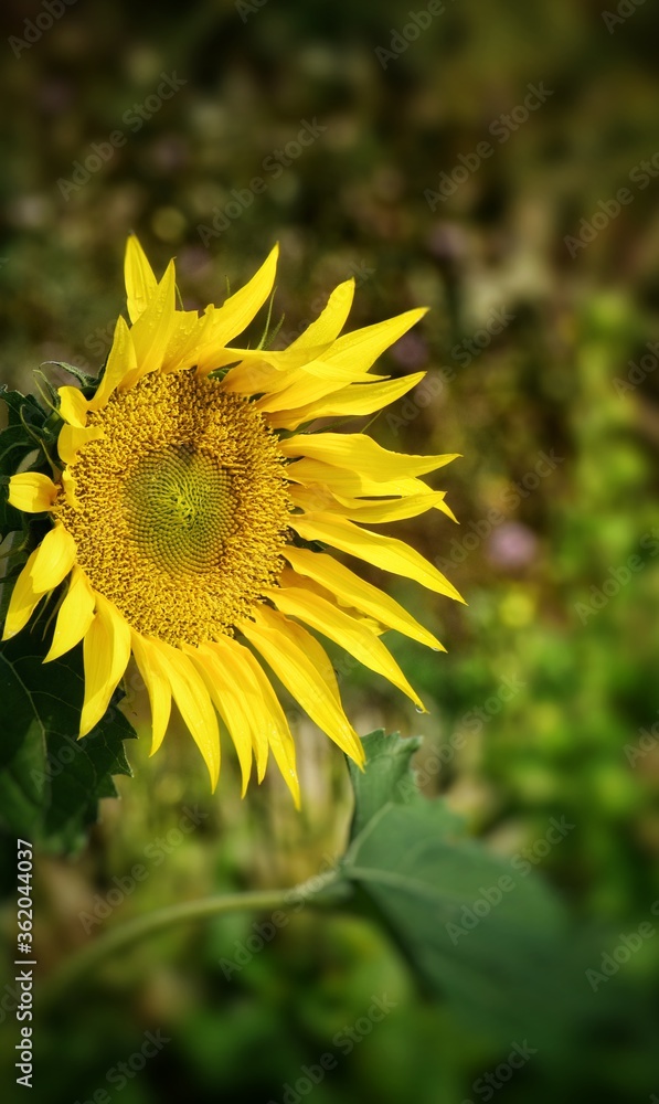 Fototapeta premium shallow depth of field