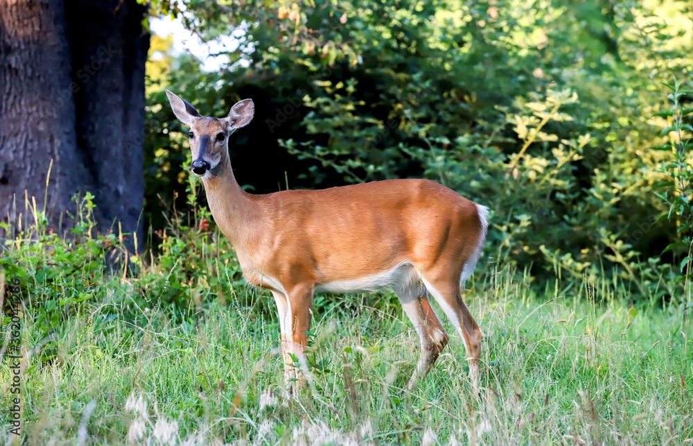 A deer waiting in the jungle. In fort Smallwood Park, Maryland A deer waiting in the jungle. In fort Smallwood Park, Maryland