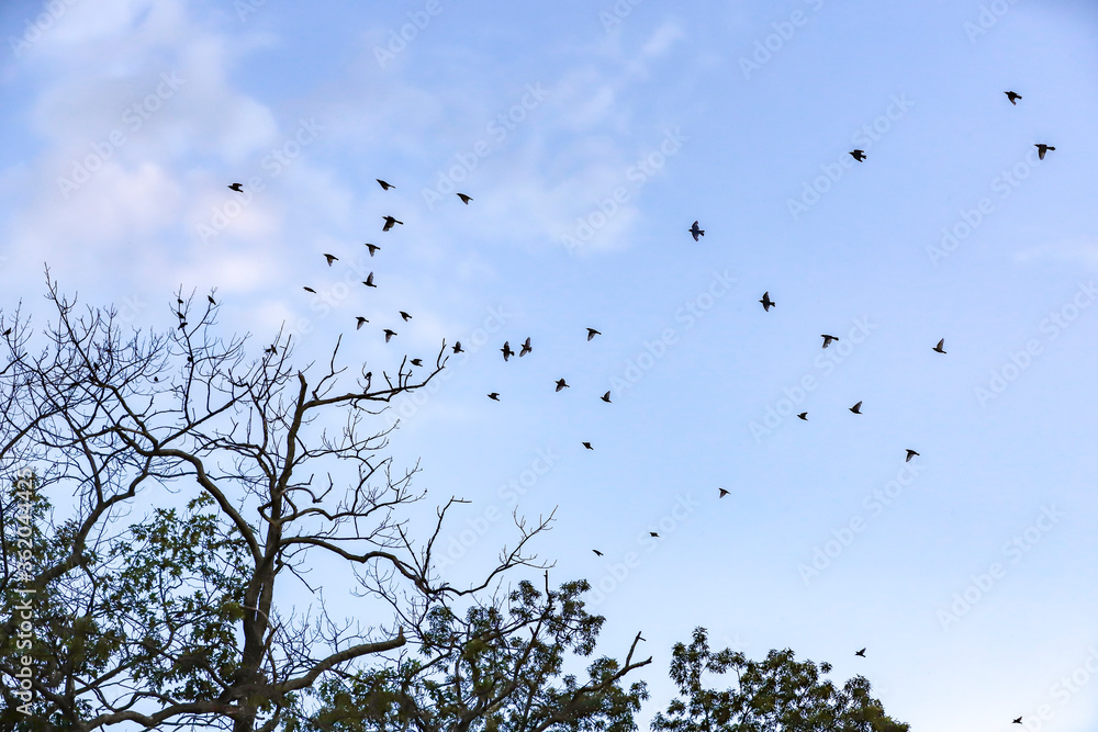 Group of birds flying around trees in the evening. Group of birds flying around trees in the evening.