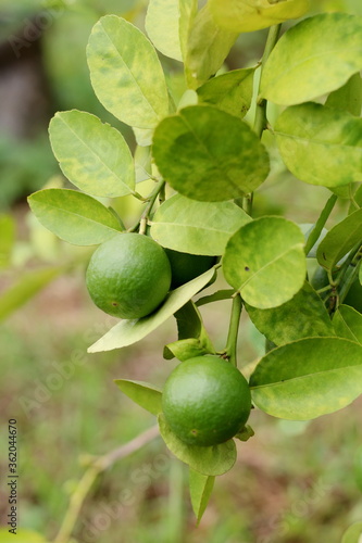 Wallpaper Mural Lemon tree Torontodigital.ca